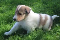 Bubbles, a male Collie for sale in Shreve, OH – 9 of 10