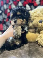 Jasper, a male Havanese and Havapoo for sale in Shreve, OH – 2 of 7