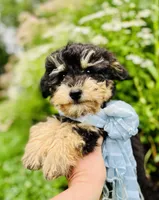 Cuddly, Playful, Snuggly and Smart!!!, a male Havapoo for sale in Shreve, OH – 5 of 10