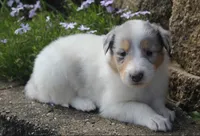 Meadow, a female Collie for sale in Shreve, OH – 3 of 7