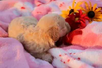 Little Sugar Baby ❤️💕, a female Havanese and Havapoo for sale in Shreve, OH – 4 of 4
