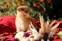 Pocket size Princess 💞💗, a female Havapoo for sale in Shreve, OH – 10 of 10
