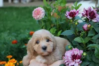 Baby Girl Belle 💞💗, a female Havapoo for sale in Shreve, OH – 3 of 7