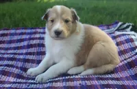 Sugar, a female Collie for sale in Shreve, OH – 4 of 7
