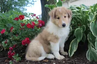 Cookie - sweet, lovable, loyal..., a female Collie for sale in Shreve, OH – 3 of 9
