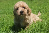 Buddy - ready to go!!!!! 💙💙, a male Havapoo for sale in Shreve, OH – 9 of 10