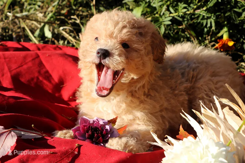 Pepper 💞💗 – Havapoo puppy for sale in Shreve, OH