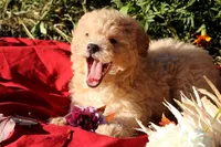 Pepper 💞💗, a female Havapoo for sale in Shreve, OH – 1 of 10