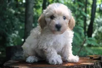 Buster - Ready to go!!!!!💙💙, a male Havapoo for sale in Shreve, OH – 7 of 8
