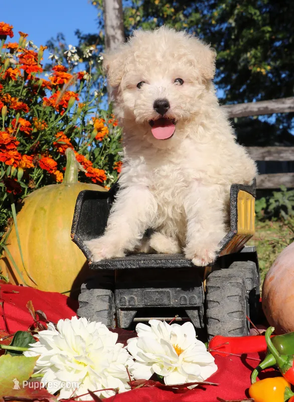 Peluche 💙💙 – Havapoo puppy for sale in Shreve, OH