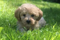 Buddy - ready to go!!!!! 💙💙, a male Havapoo for sale in Shreve, OH – 5 of 10