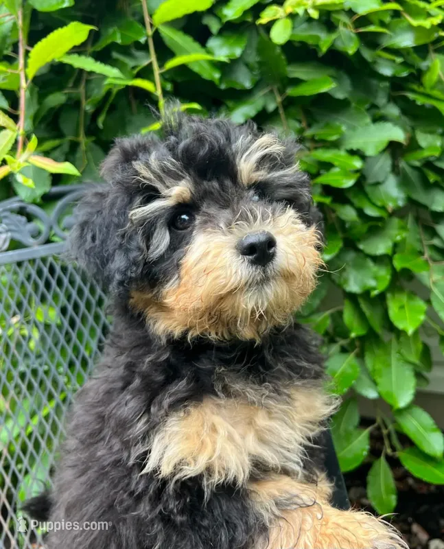Obedience Training Begun!!! Baby Boy 💙🥰💙 – Havapoo puppy for sale in Shreve, OH
