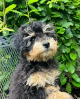 Obedience Training Begun!!! Baby Boy 💙🥰💙, a male Havapoo for sale in Shreve, OH – 1 of 6