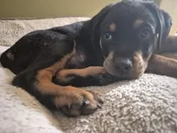 Royal, a male Rottweiler for sale in Inglewood, CA – Photo 2 of 2