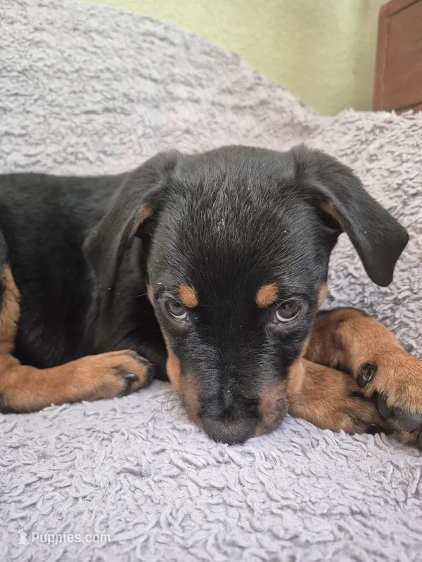 Ruby – Rottweiler puppy for sale in Inglewood, CA