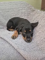 Ruby, a female Rottweiler for sale in Inglewood, CA – Photo 2 of 2