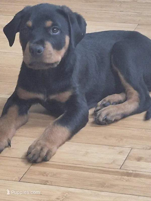 Prince – Rottweiler puppy for sale in Inglewood, CA