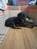 Prince, a male Rottweiler for sale in Inglewood, CA – Photo 3 of 3