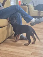 Prince, a male Rottweiler for sale in Inglewood, CA – Photo 2 of 3