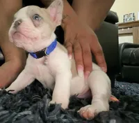 Ivory , a female French Bulldog for sale in Riverside, CA – 7 of 7