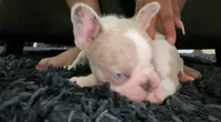Ivory , a female French Bulldog for sale in Riverside, CA – 6 of 7