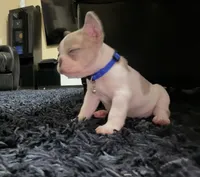 Ivory , a female French Bulldog for sale in Riverside, CA – 5 of 7