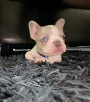 Ivory , a female French Bulldog for sale in Riverside, CA – 2 of 7
