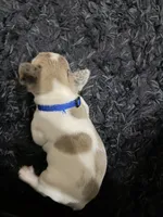 Ivory , a female French Bulldog for sale in Riverside, CA – 4 of 7
