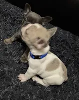 Ivory , a female French Bulldog for sale in Riverside, CA – 3 of 7