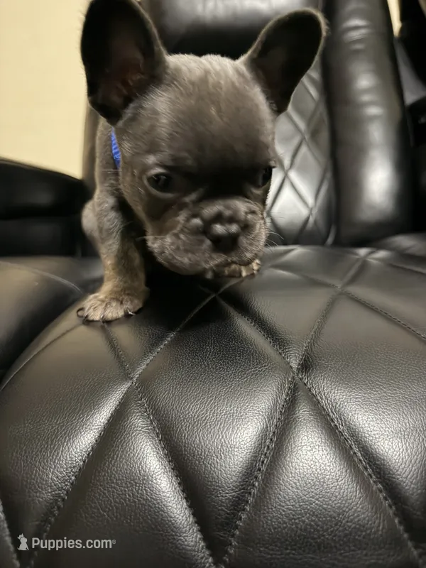 Blue  – French Bulldog puppy for sale in Riverside, CA