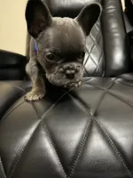 Blue , a male French Bulldog for sale in Riverside, CA – 1 of 1