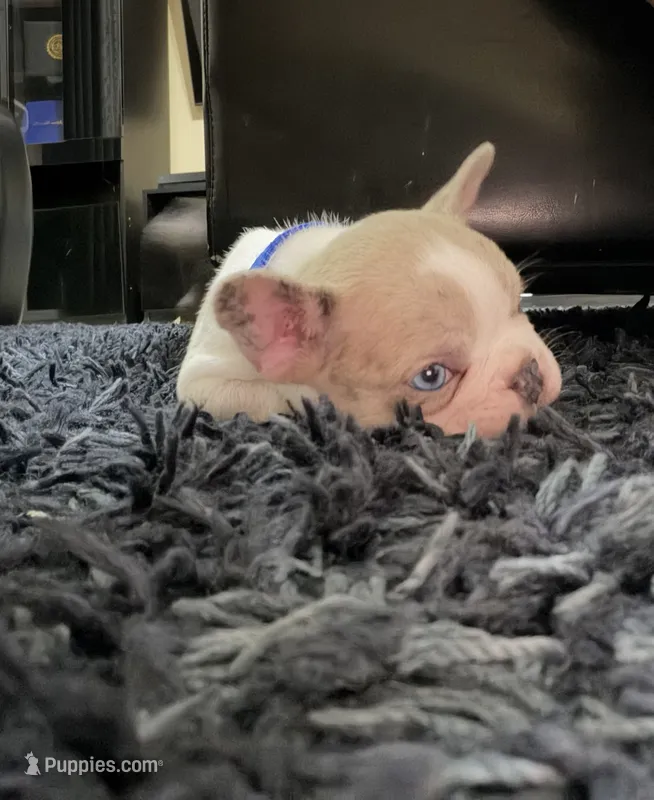 Ivory  – French Bulldog puppy for sale in Riverside, CA