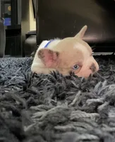 Ivory , a female French Bulldog for sale in Riverside, CA – 1 of 7