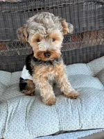 Boone, a male Yorkshire Terrier for sale in Greenbrier, TN – Photo 5 of 7