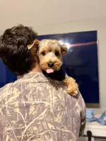 Boone, a male Yorkshire Terrier for sale in Greenbrier, TN – Photo 2 of 7