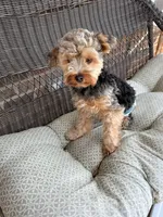 Boone, a male Yorkshire Terrier for sale in Greenbrier, TN – Photo 7 of 7