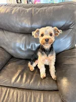 Boone, a male Yorkshire Terrier for sale in Greenbrier, TN – Photo 4 of 7