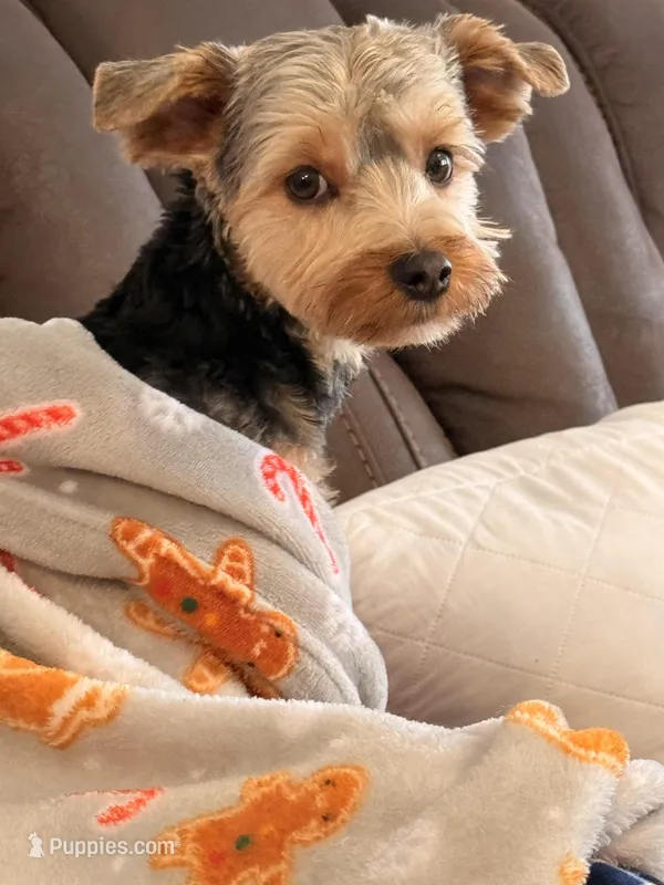 Boone – Yorkshire Terrier puppy for sale in Greenbrier, TN