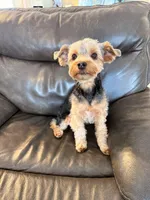 Boone, a male Yorkshire Terrier for sale in Greenbrier, TN – Photo 3 of 7