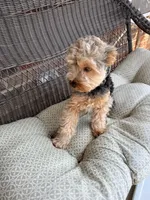 Boone, a male Yorkshire Terrier for sale in Greenbrier, TN – Photo 6 of 7