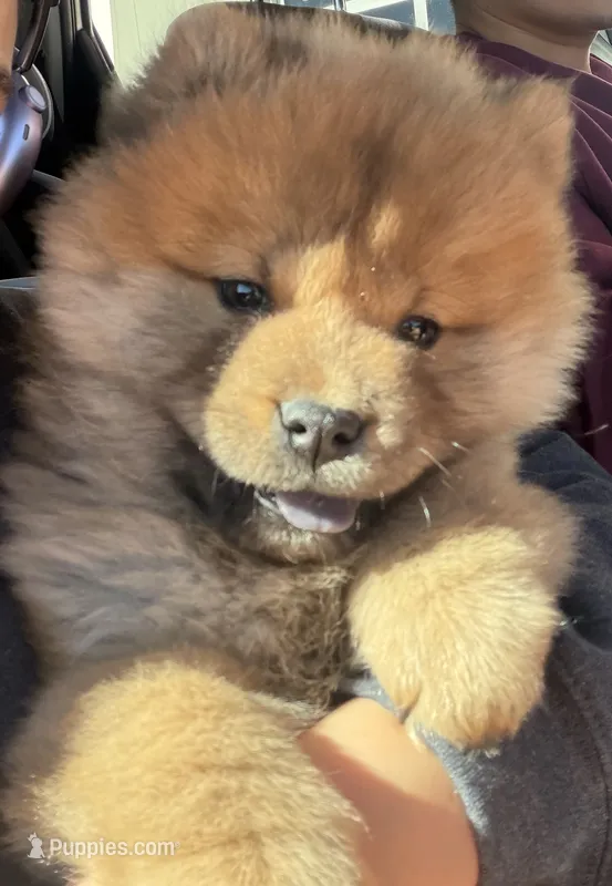 Cinnamon  – Chow Chow puppy for sale in Herriman, UT