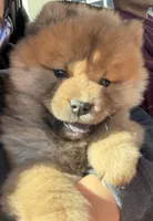 Cinnamon , a female Chow Chow for sale in Herriman, UT – 1 of 5