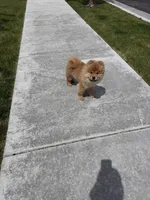 Cinnamon , a female Chow Chow for sale in Herriman, UT – 4 of 5