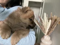 Cinnamon , a female Chow Chow for sale in Herriman, UT – 3 of 5