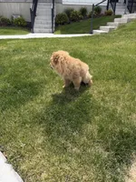 Cinnamon , a female Chow Chow for sale in Herriman, UT – 5 of 5