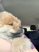 Cinnamon , a female Chow Chow for sale in Herriman, UT – 2 of 5