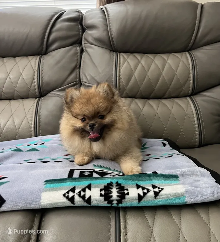 Candy – Pomeranian puppy for sale in Fort Lauderdale, FL