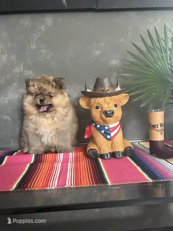 Sugar – Pomeranian puppy for sale in Fort Lauderdale, FL