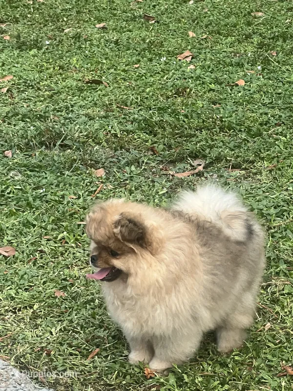 Sugar – Pomeranian puppy for sale in Fort Lauderdale, FL