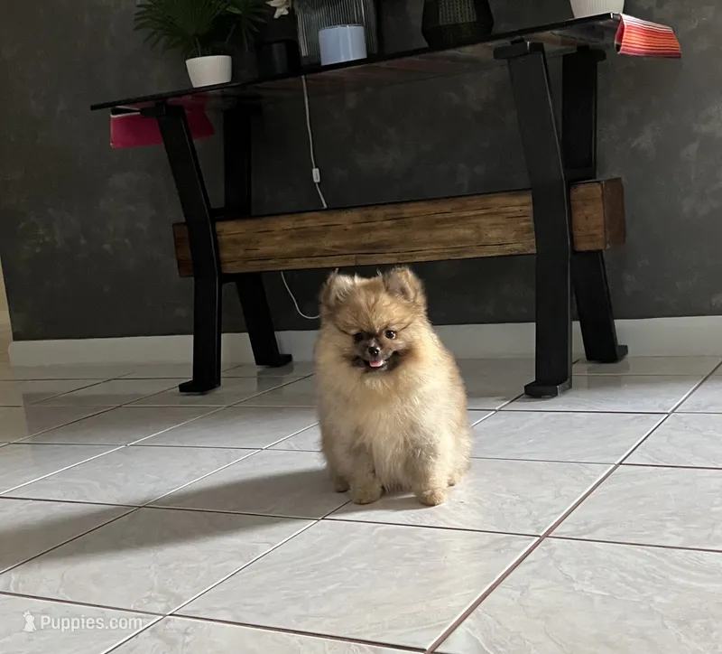 Candy – Pomeranian puppy for sale in Fort Lauderdale, FL